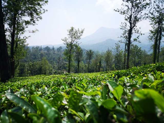 Wayanad Planting of Tea Bushes