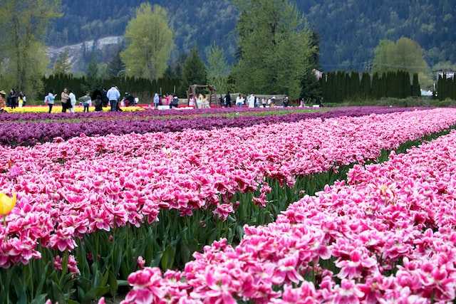 Tulip festival Kashmir
