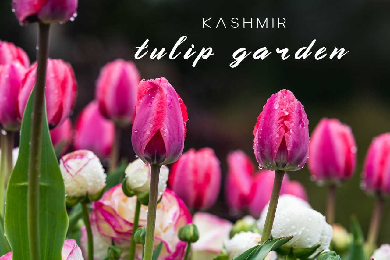 Tulip Garden Kashmir | Tulip Festival 2023
